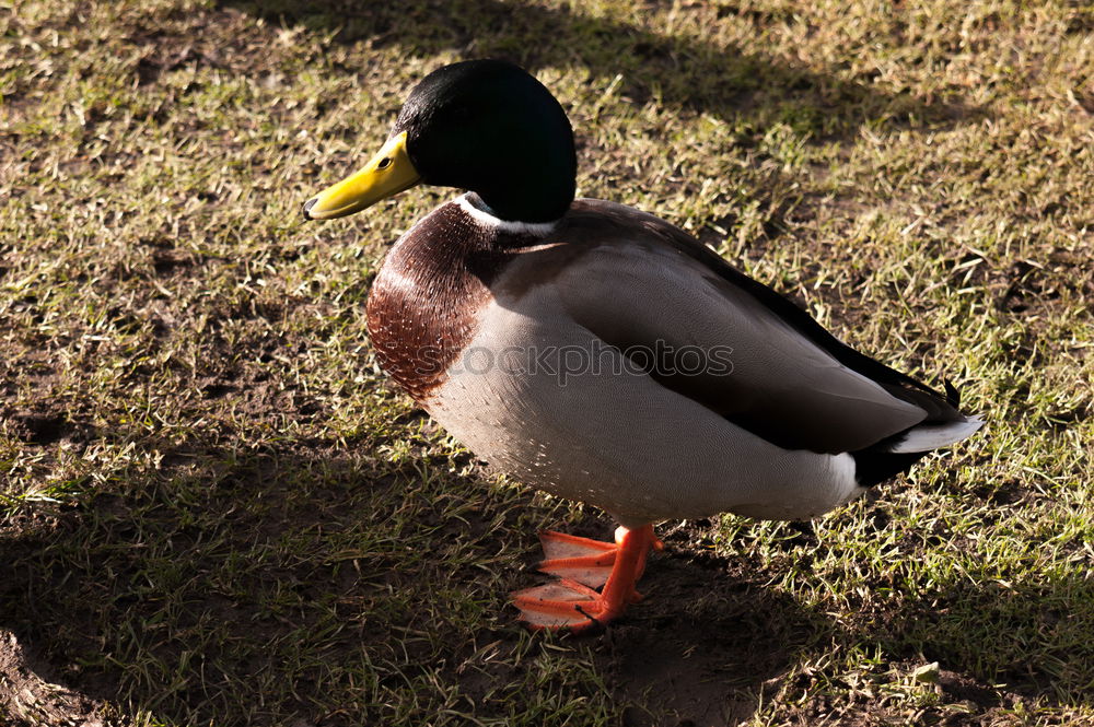 Similar – Foto Bild Watschende Ente Tier Vogel