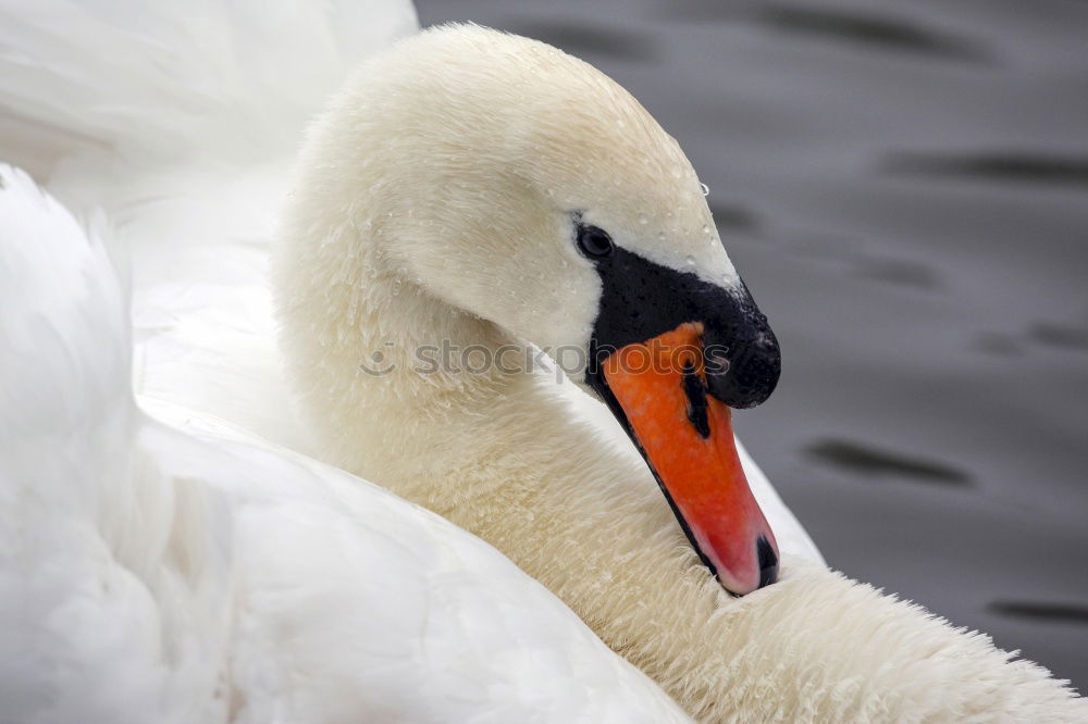 Image, Stock Photo lovebird #4 Swan Elegant