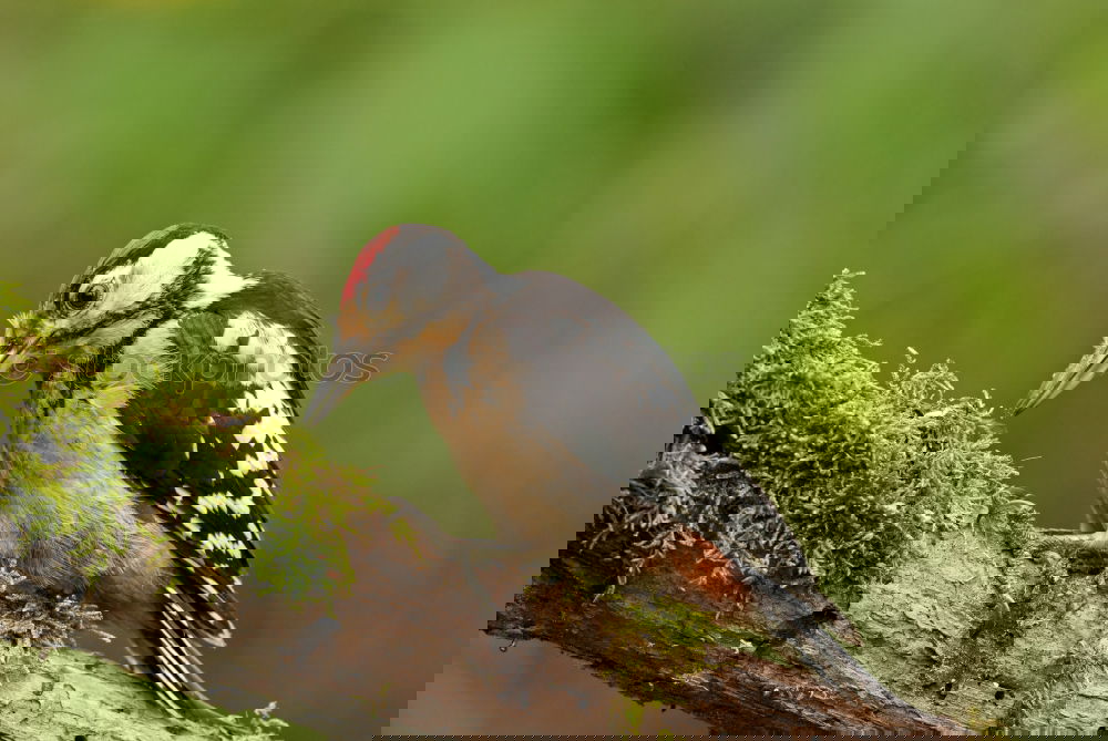 Similar – Image, Stock Photo Great Spotted Woodpecker