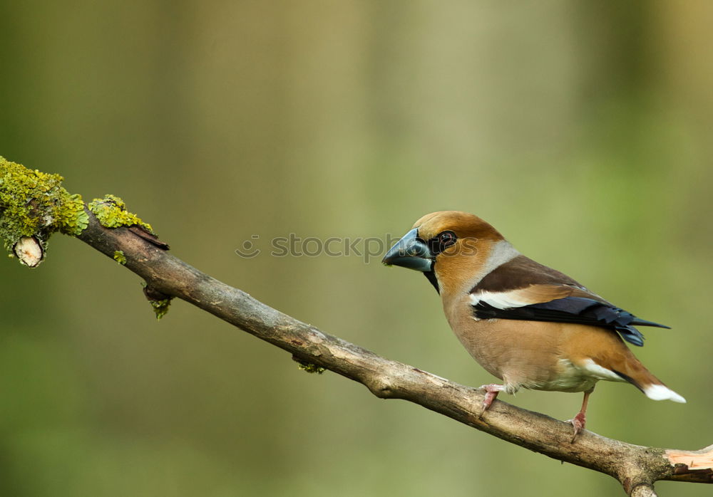 Similar – hawfinch Environment