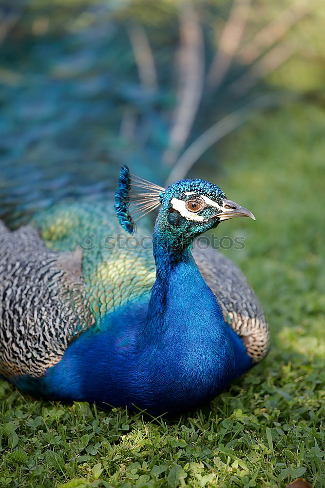 Similar – headdress Peacock