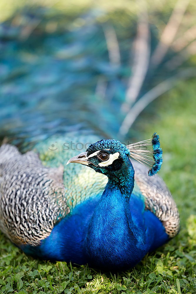 Similar – headdress Peacock