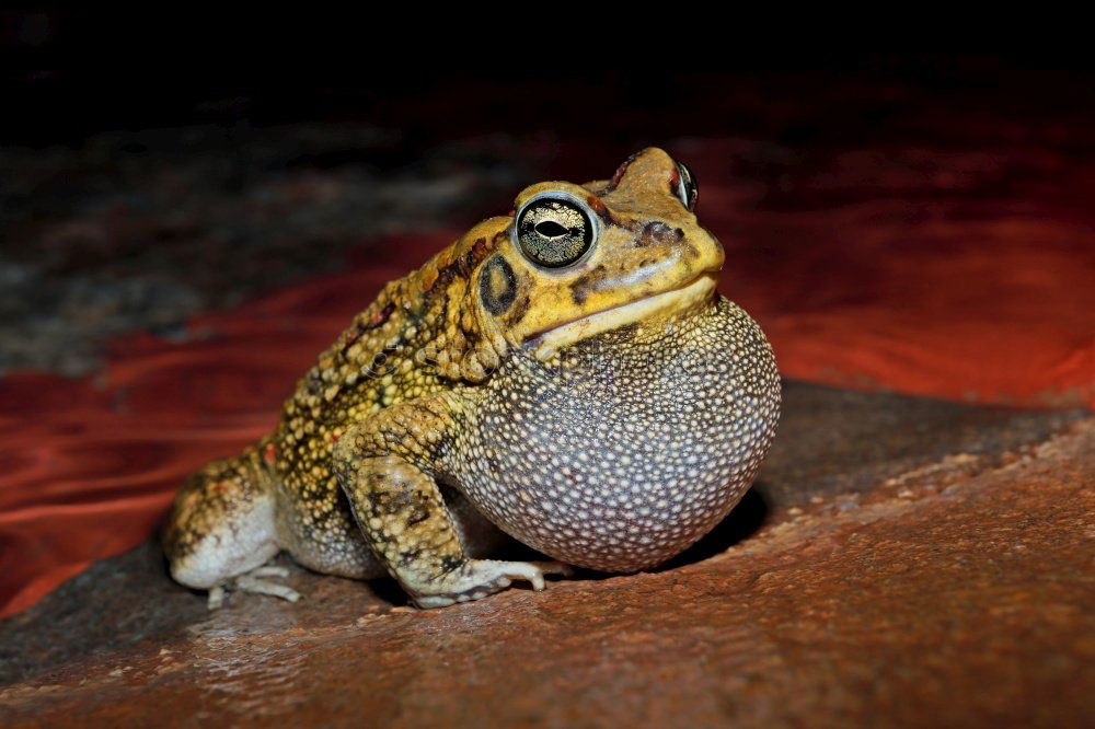 Similar – Image, Stock Photo Cubalaub frog, Osteopilus, septentrionalis,