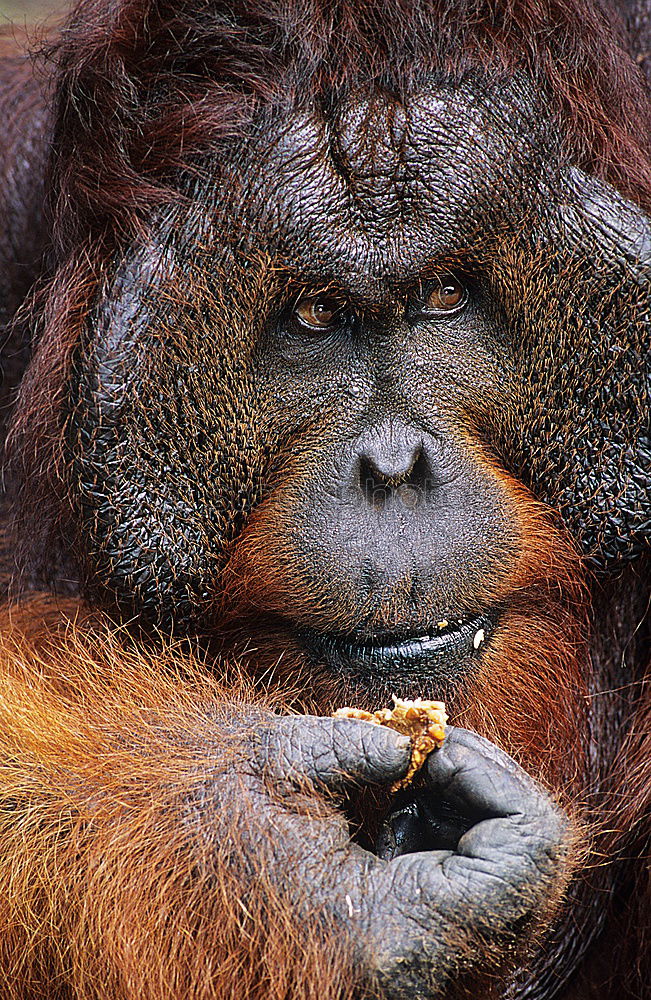 Similar – Image, Stock Photo Portrait of an orangutan, great ape