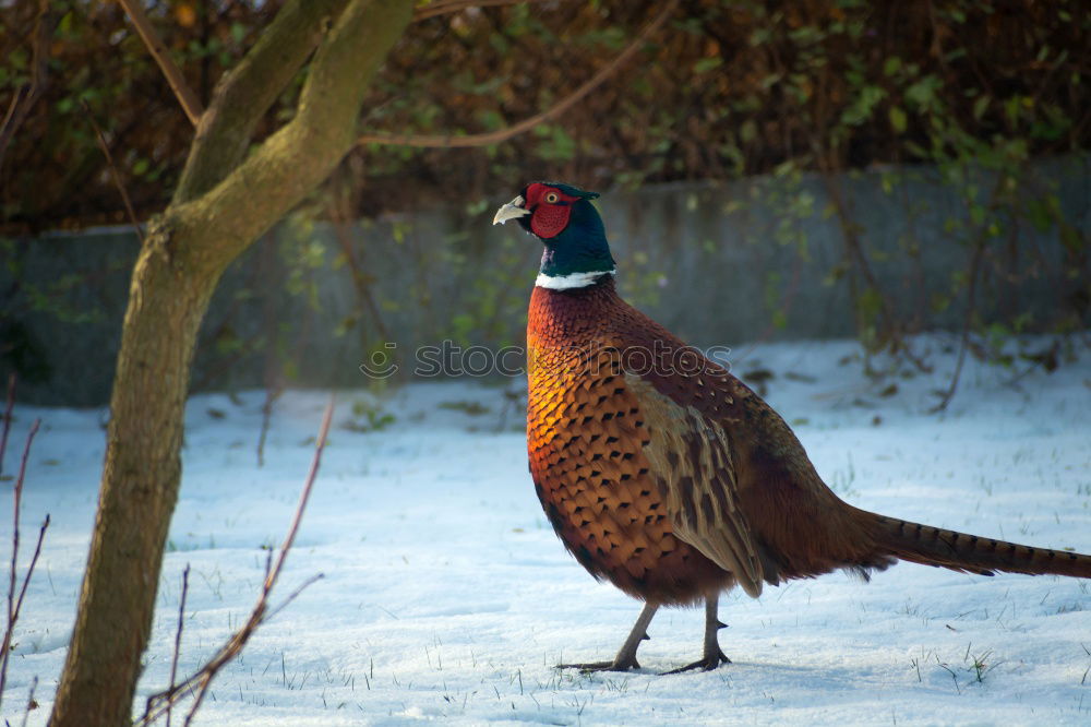 Similar – Image, Stock Photo harvest time Environment