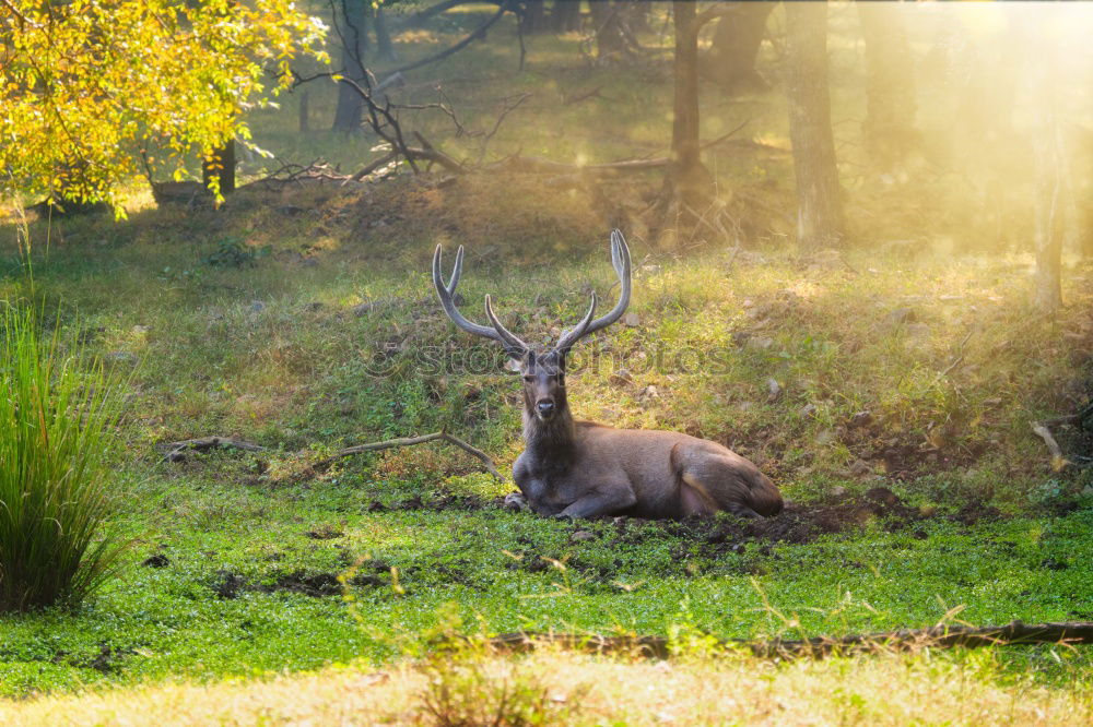 Similar – Image, Stock Photo fallow deer buck in beautiful autumn forest setting