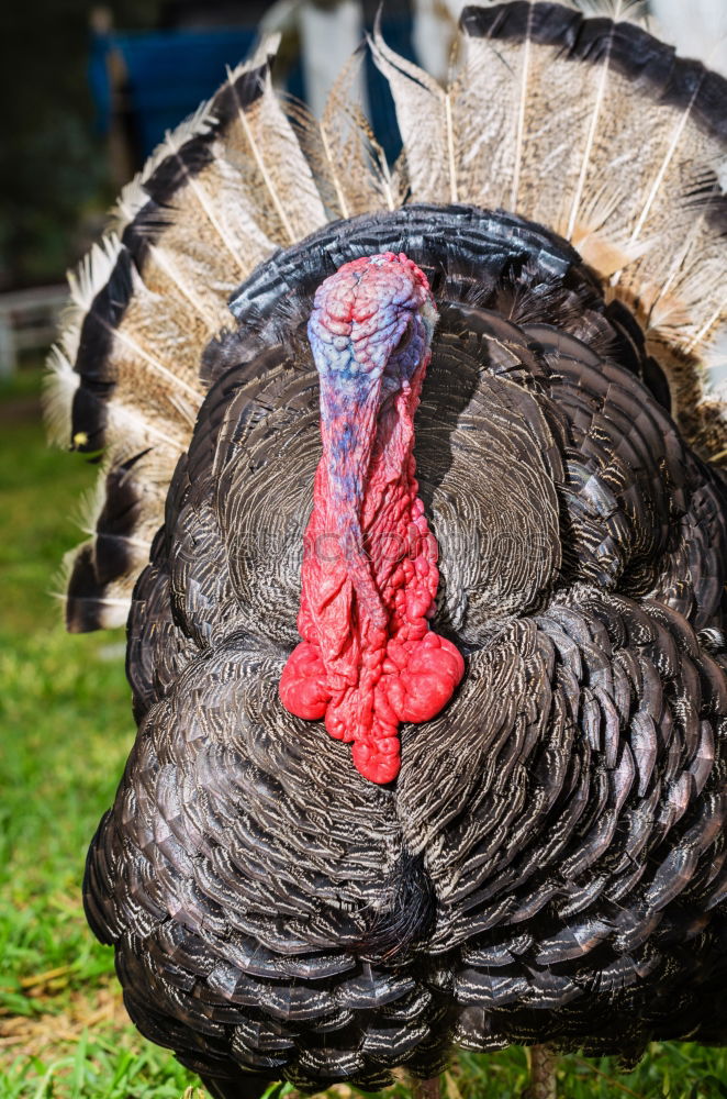 Similar – Bronze turkeys, turkeys, poultry, turkey,