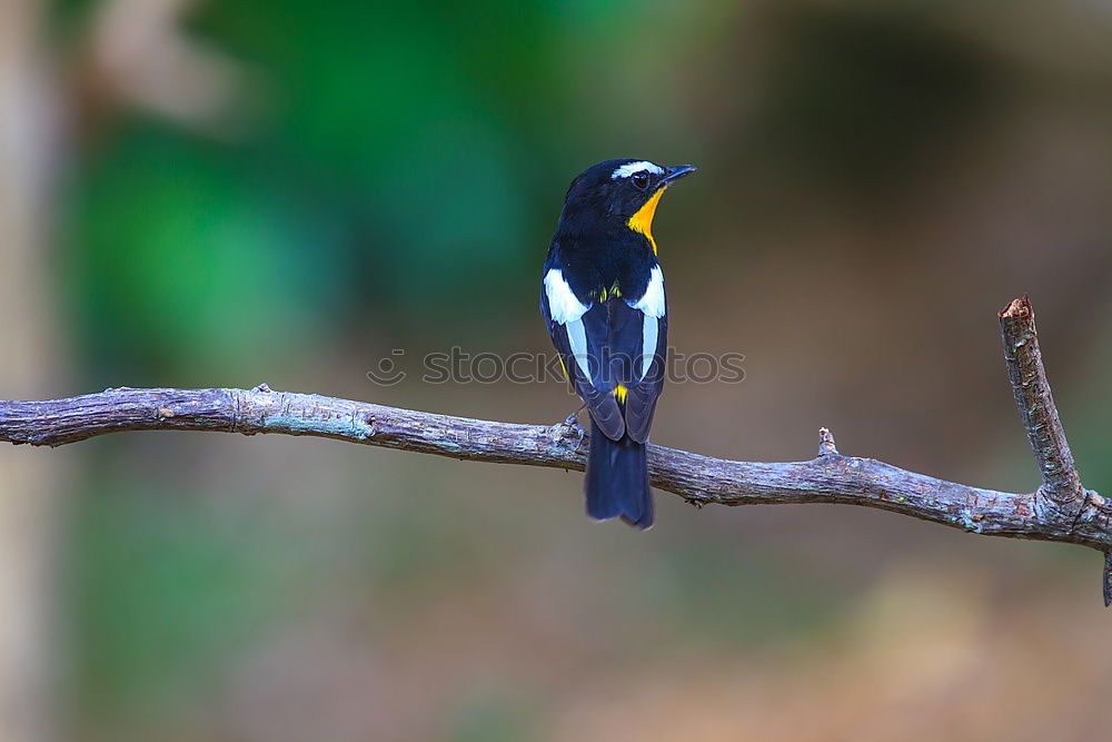 Similar – Image, Stock Photo Tit on a birch branch