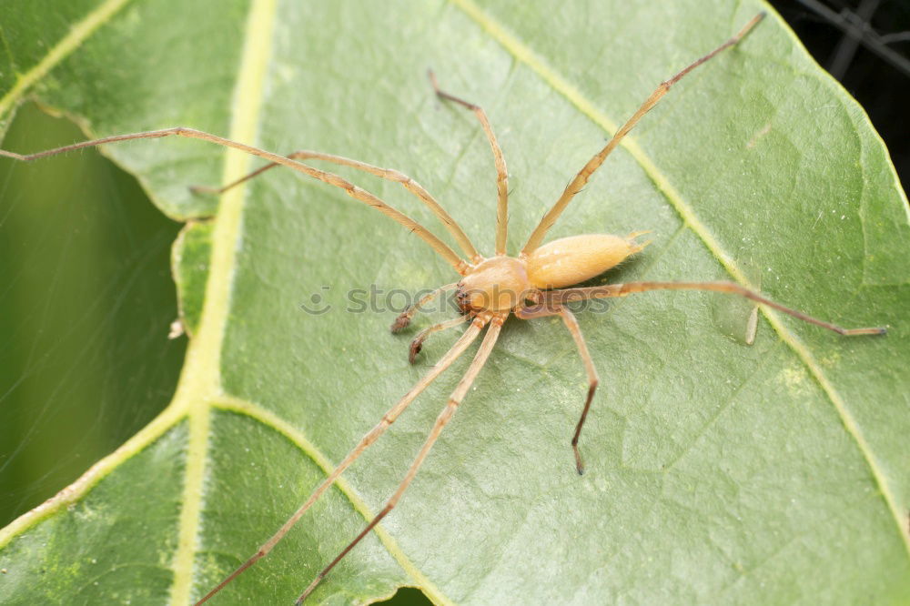 Similar – Image, Stock Photo Dangerous beasts