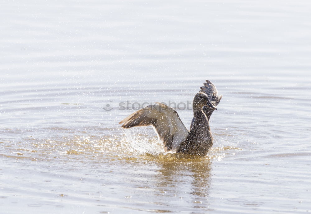 Similar – Halbe Ente Wasser Teich