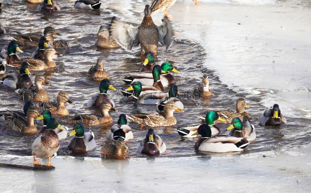 Similar – Image, Stock Photo garbENTEich