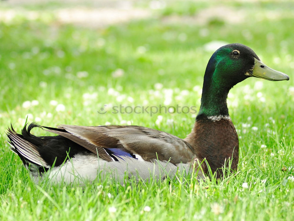 Similar – Image, Stock Photo Easterpel Drake Meadow