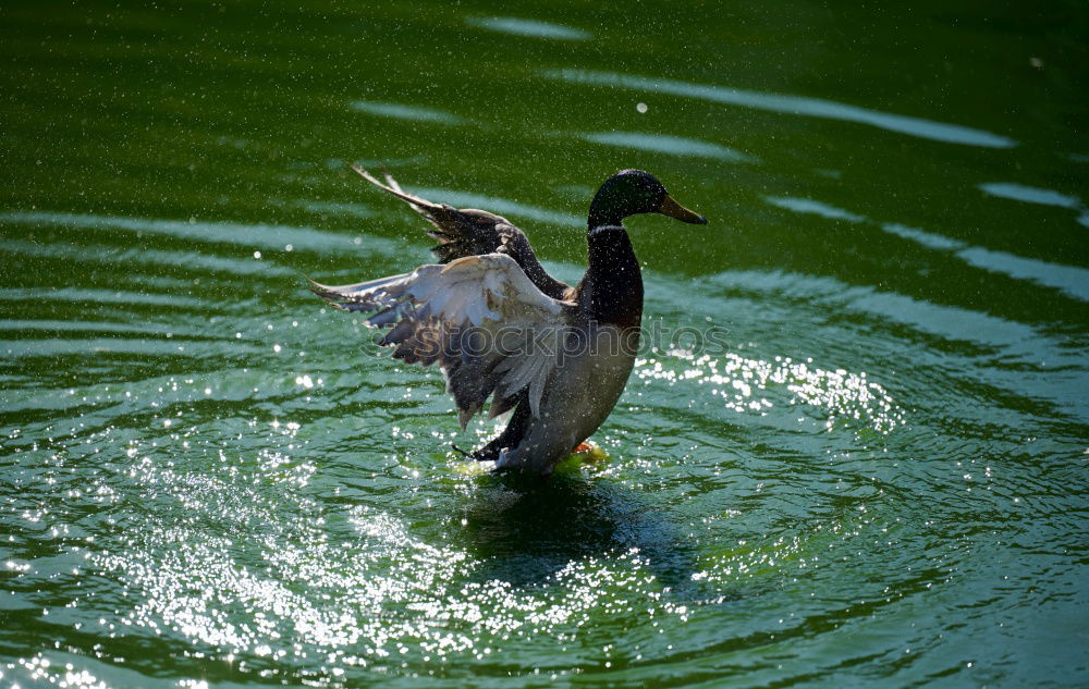 Similar – Foto Bild Abgehoben Taube grau Vogel