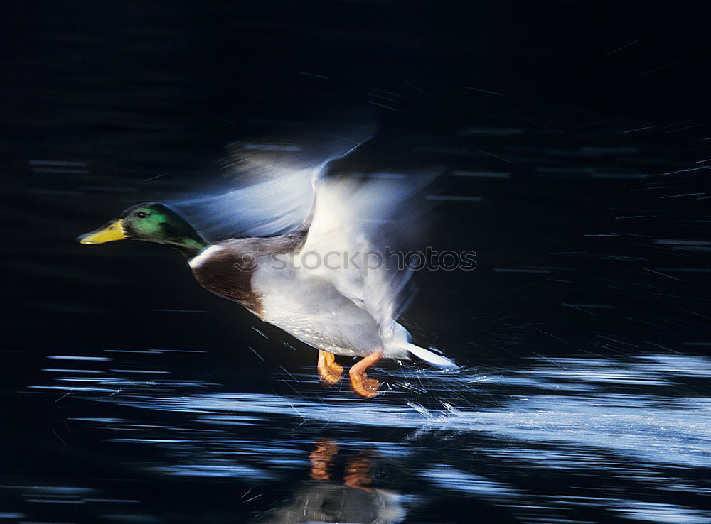 Similar – Image, Stock Photo Swimming greylag goose