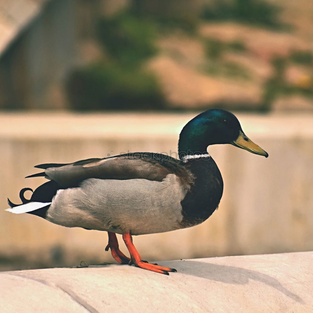 Similar – Image, Stock Photo Close-up detail of Rome city, Italy