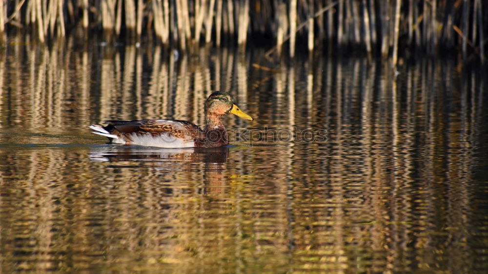 Similar – Mirror, mirror Nature