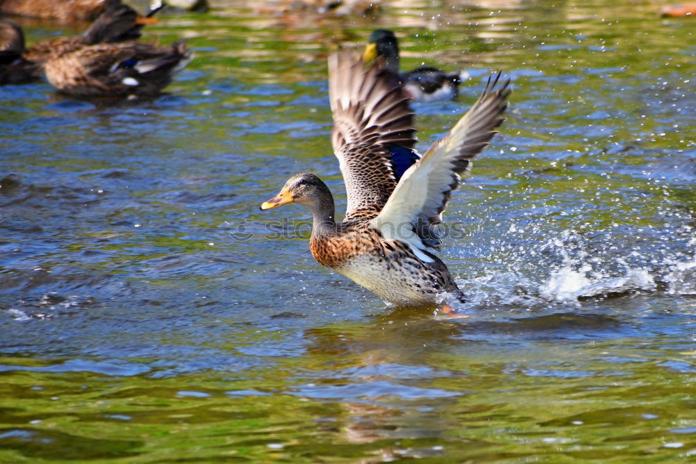 Similar – Image, Stock Photo conductor Nature Animal