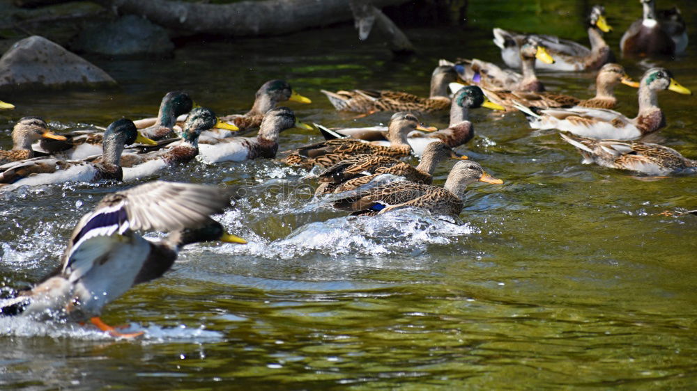 Similar – Image, Stock Photo Duck sweet/sour (fuzzy)