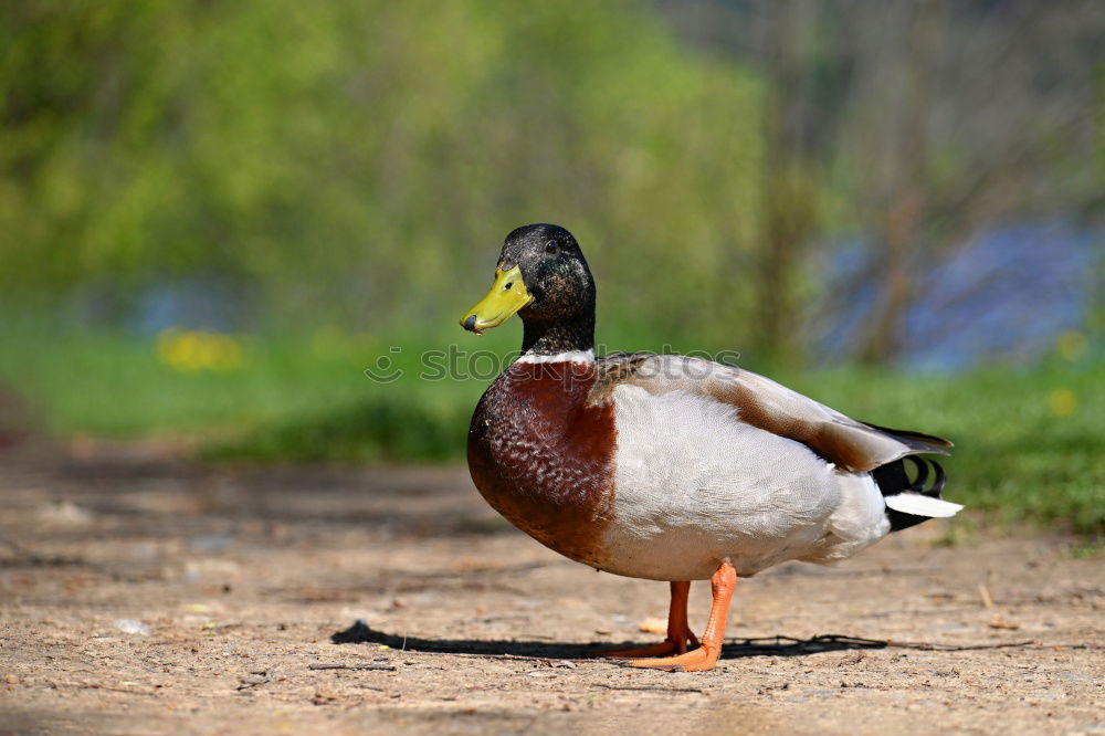 Similar – Image, Stock Photo A drake (I) Environment