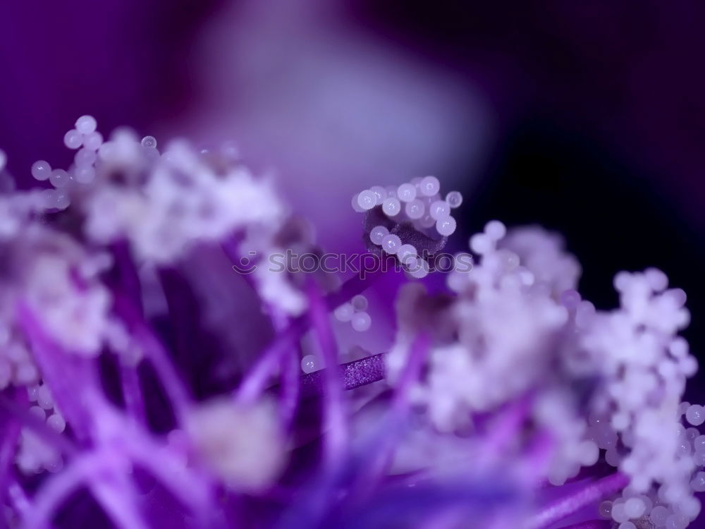 Similar – Image, Stock Photo Differentiated focus Plant