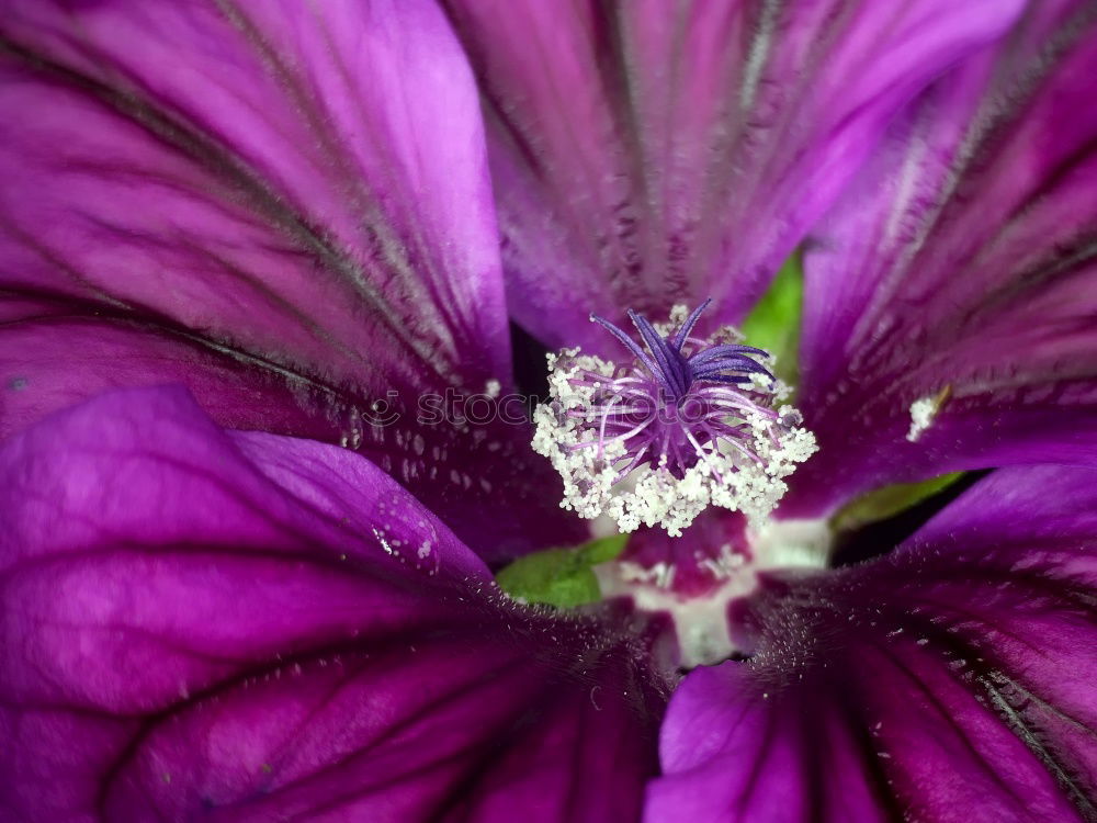 life Blossom Flower Violet