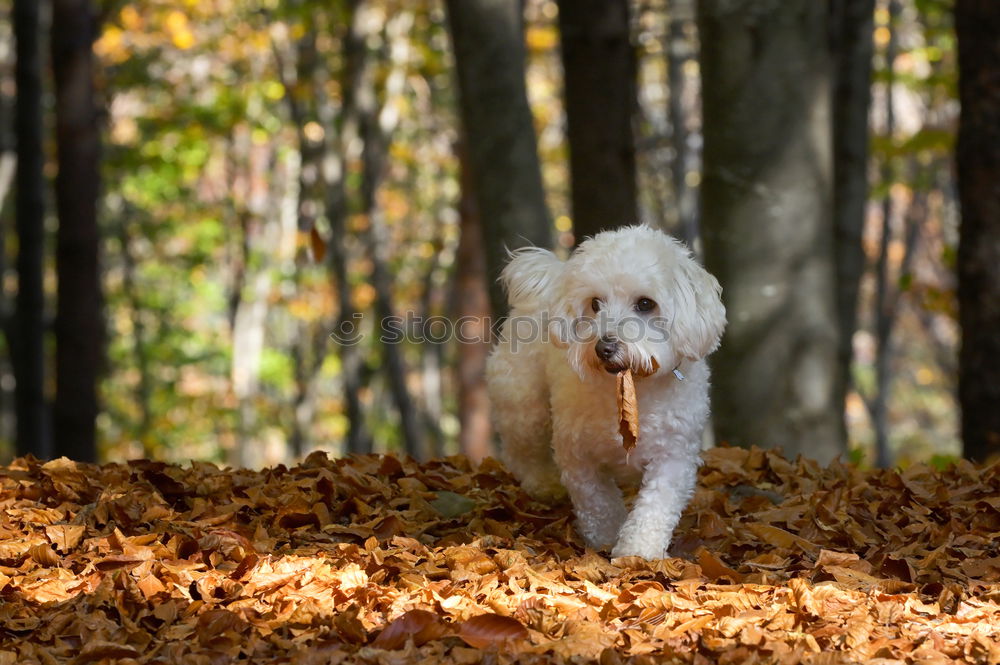 Similar – Image, Stock Photo autumn foliage Joy Animal