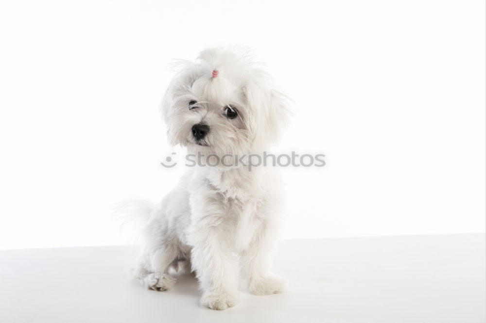 Similar – funny dog with sunglasses on white background