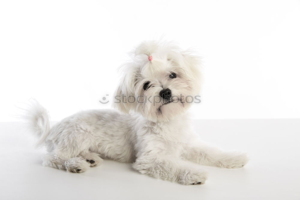 Similar – funny dog with sunglasses on white background