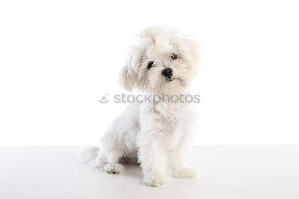 Similar – funny dog with sunglasses on white background