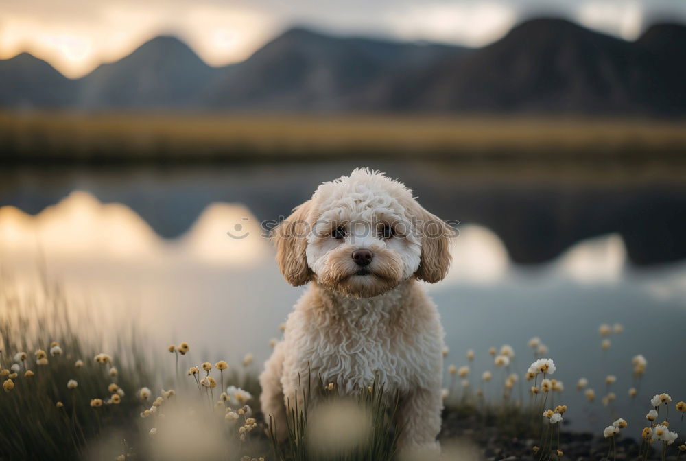 Similar – Image, Stock Photo Funny dog lying on ground between plants