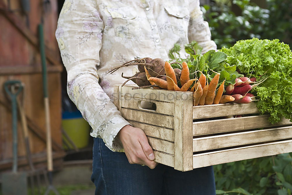 Similar – Image, Stock Photo harvest-fresh vegetables