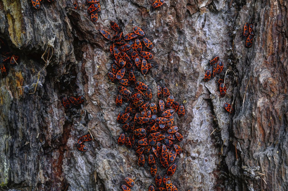 Similar – Image, Stock Photo Disagreement on the tree trunk