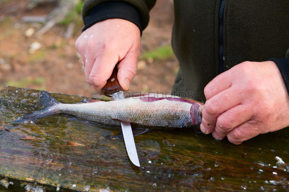 Similar – Fish caught Hand Fingers