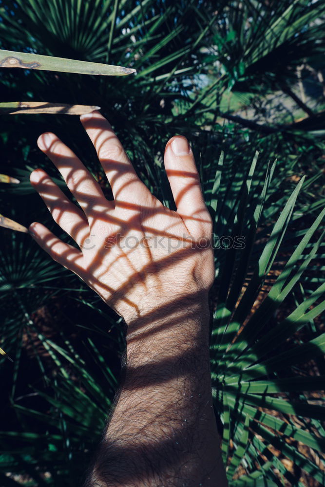 Similar – Image, Stock Photo hands reaching towards bamboo branches