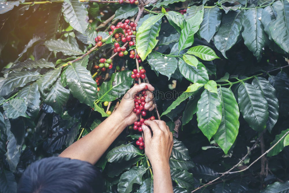 Similar – Image, Stock Photo Woman picking cherry berries from tree