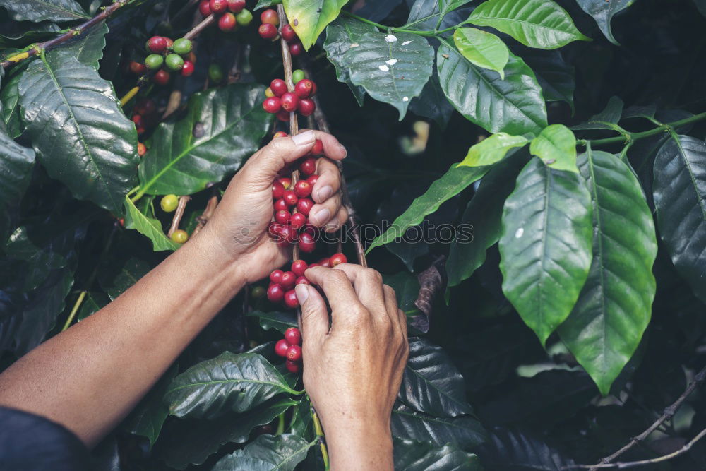 Similar – Image, Stock Photo Woman picking cherry berries from tree