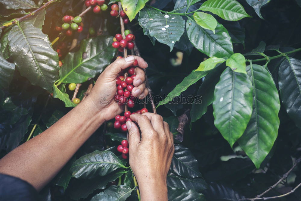 Similar – Image, Stock Photo Woman picking cherry berries from tree