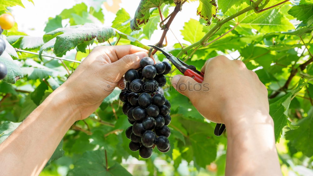 Similar – Image, Stock Photo Children’s hands holding blackberries