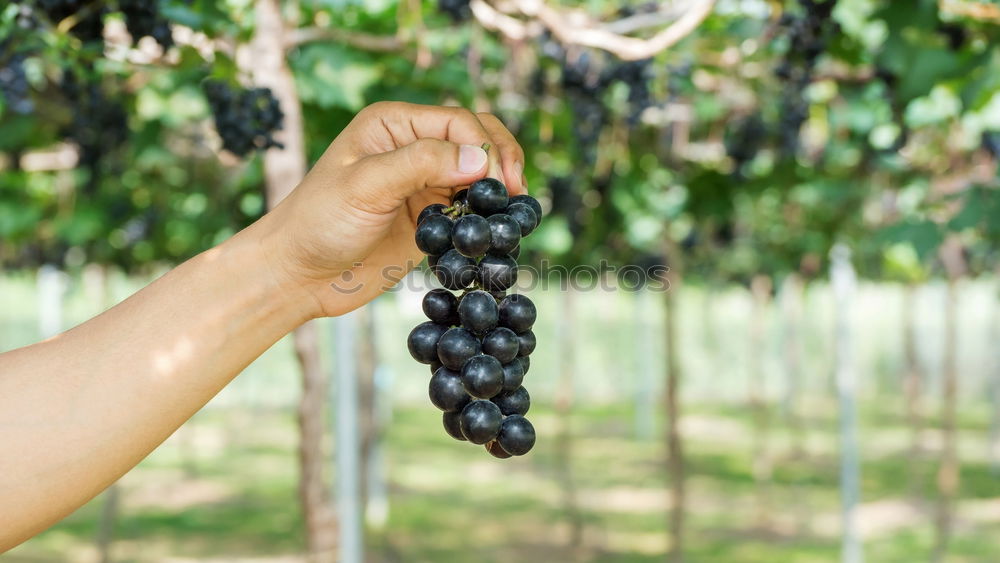 Similar – Image, Stock Photo Children’s hands holding blackberries