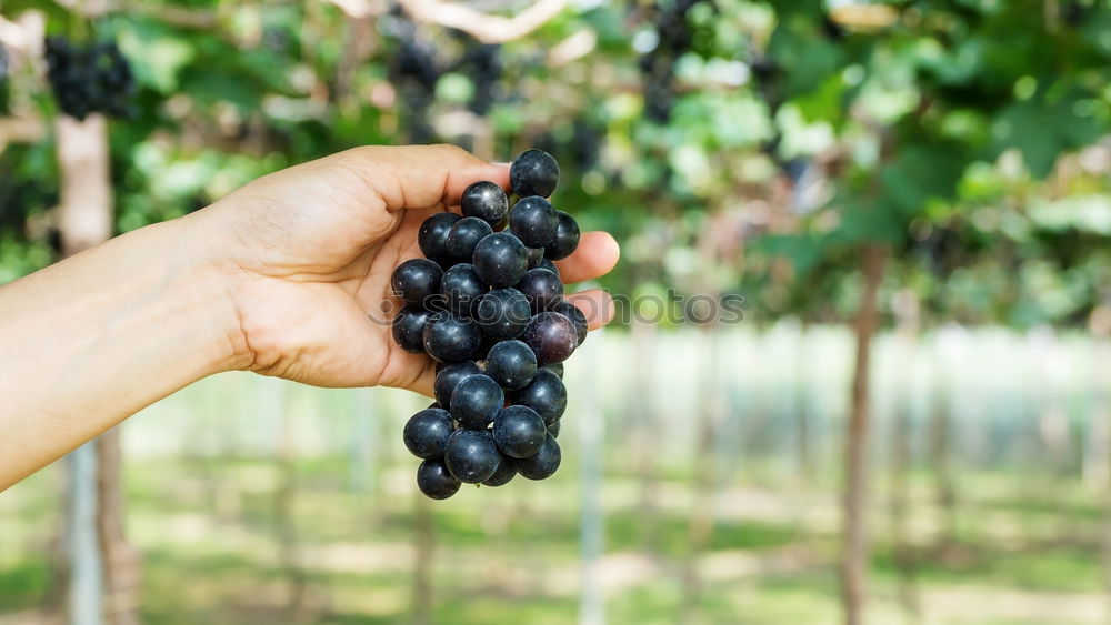 Similar – Image, Stock Photo Children’s hands holding blackberries