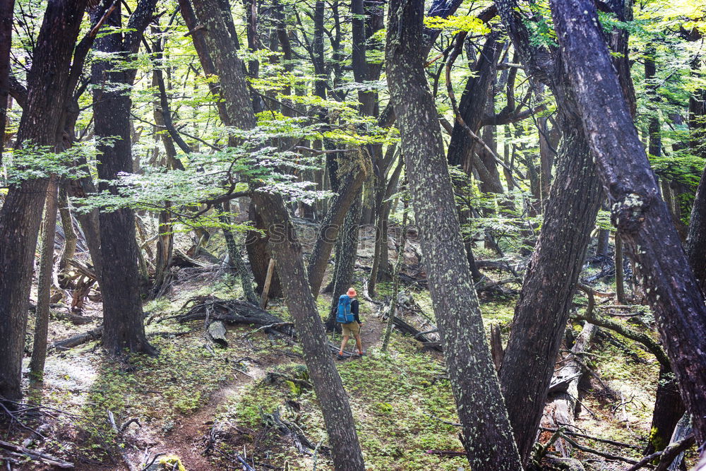 Similar – Image, Stock Photo I glaub´ I’m standing in the woods