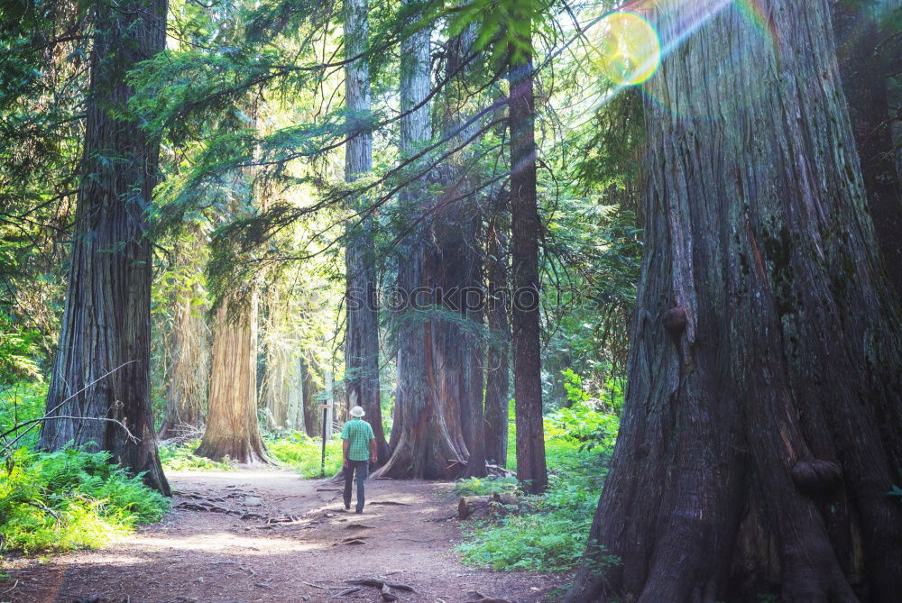 Similar – Golden Gate 1 Tree Clouds