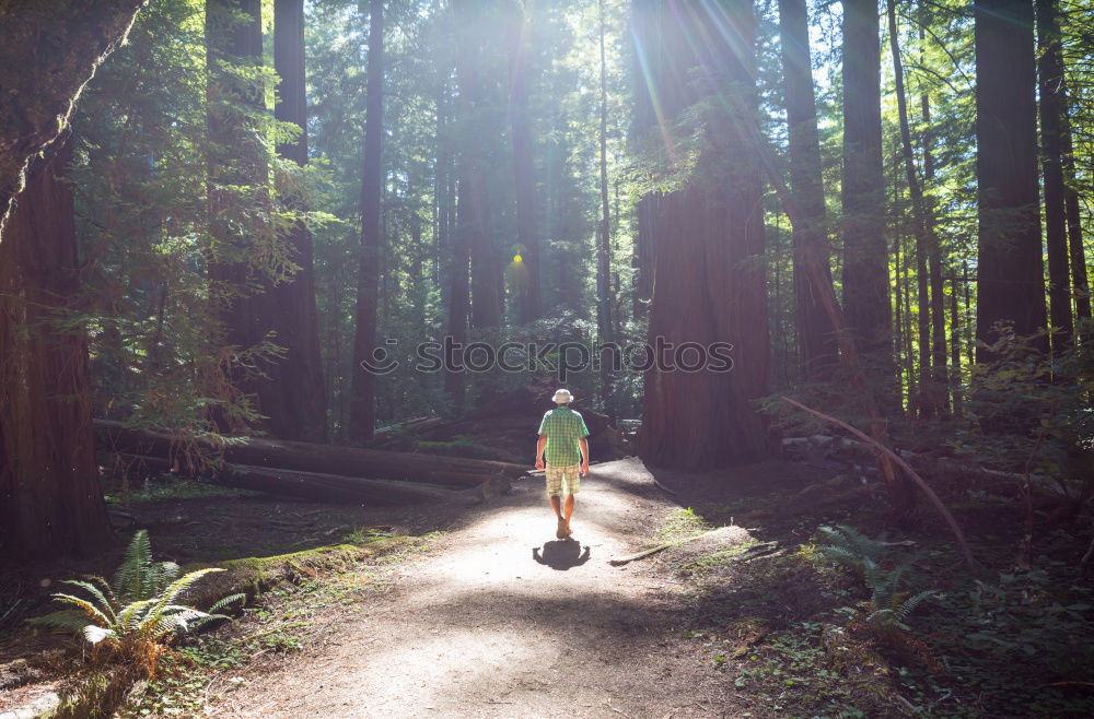 Similar – Image, Stock Photo Man among huge trees and sunlight