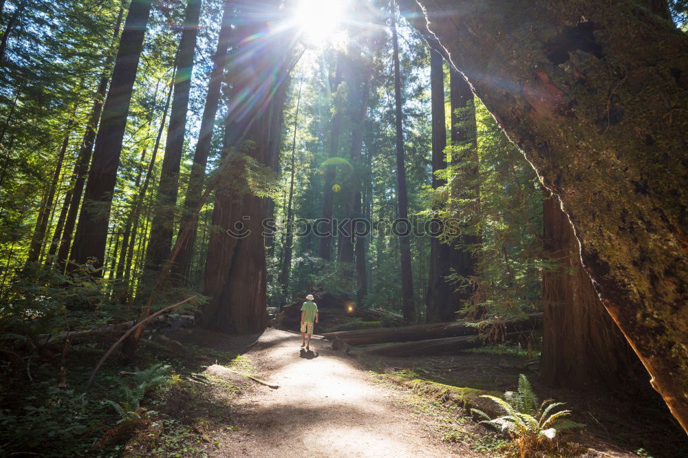 Image, Stock Photo Man among huge trees and sunlight