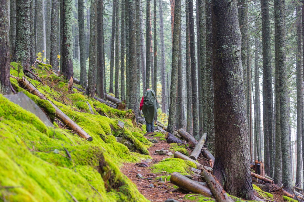 Similar – Image, Stock Photo Pretty woman in forest