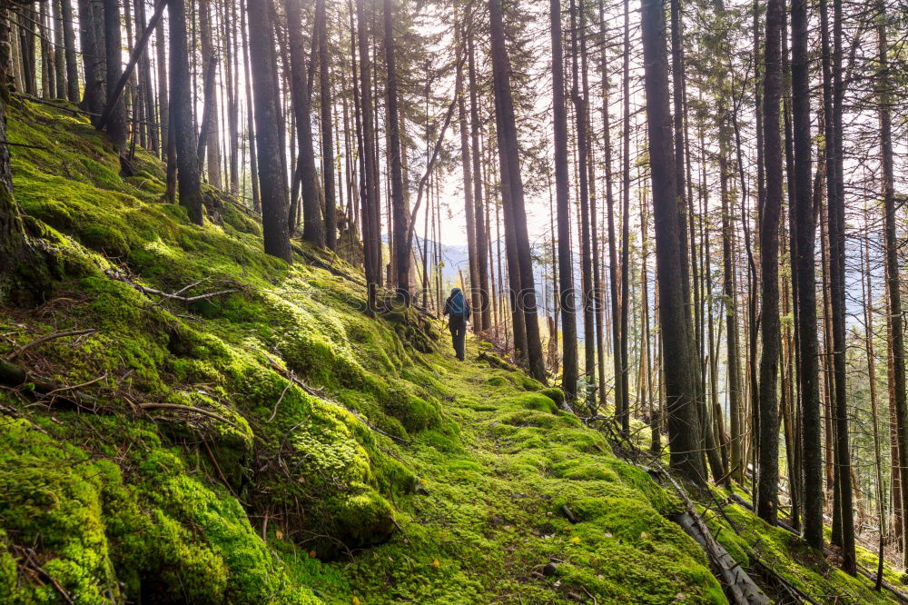 Similar – Image, Stock Photo Pretty woman in forest