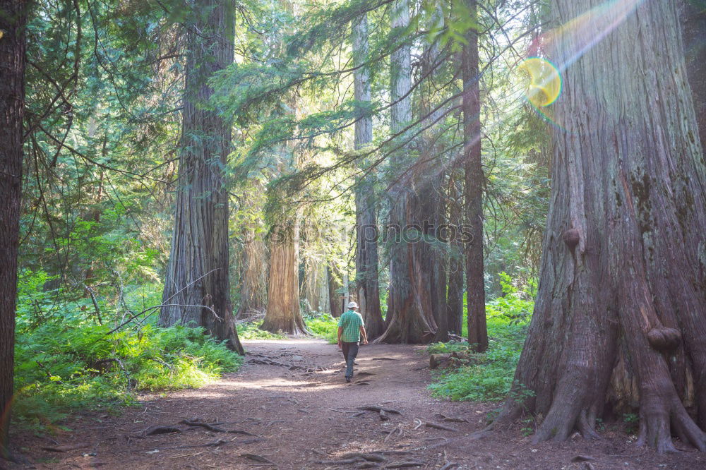 Similar – Image, Stock Photo Man among huge trees and sunlight