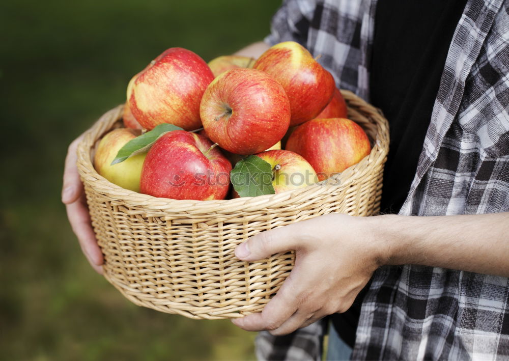 Similar – Apple harvest Gardening