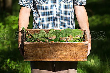 Woman hold parsnips in basket in the garden