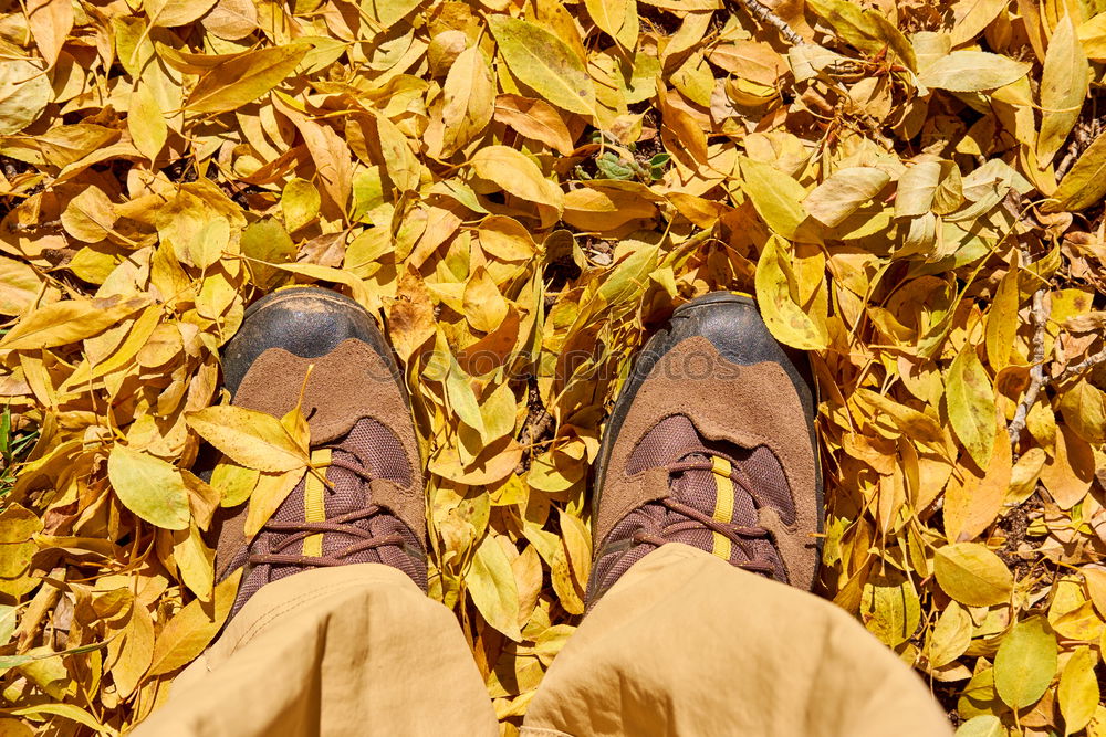 Similar – brown Autumn Cold Leaf Dry